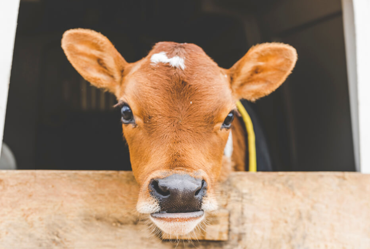 栄養がたっぷり